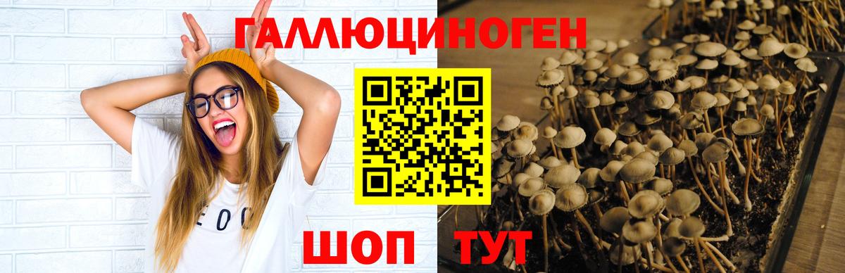 Элиста  Галлюциногенные грибы мицелий  Вход с VPN 
